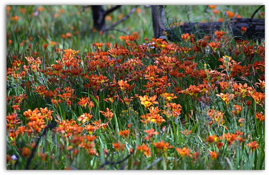 Спараксиса желтый