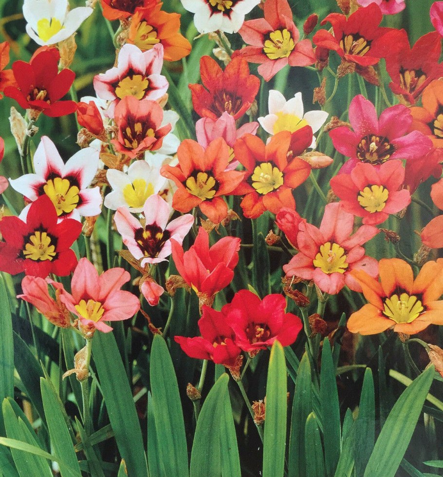 Спараксис Триколор