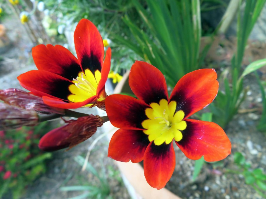 Цветы спараксис луковичные