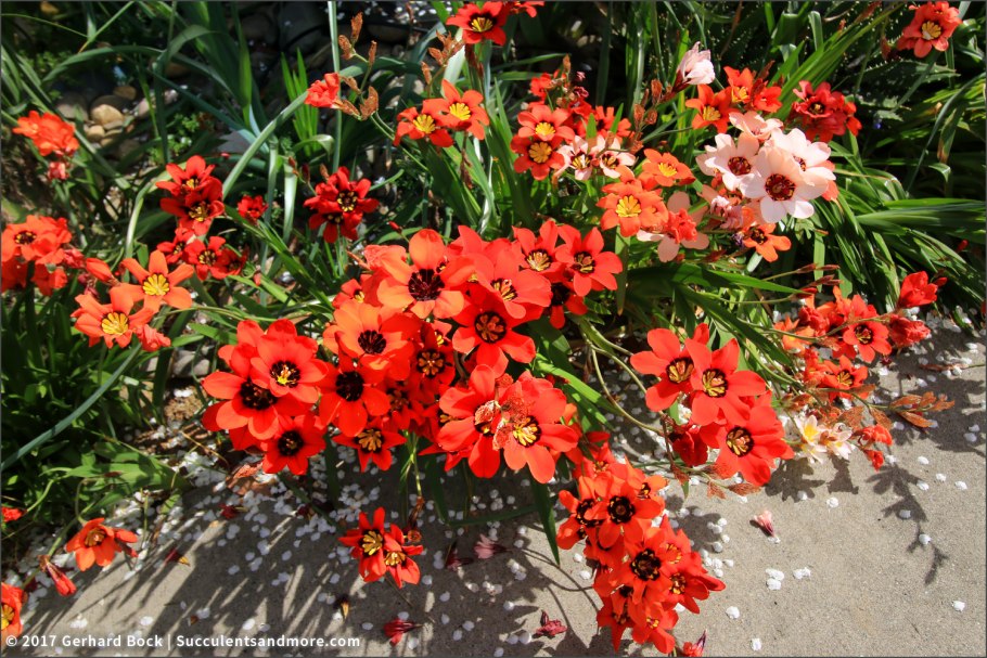 Цветы спараксис луковичные