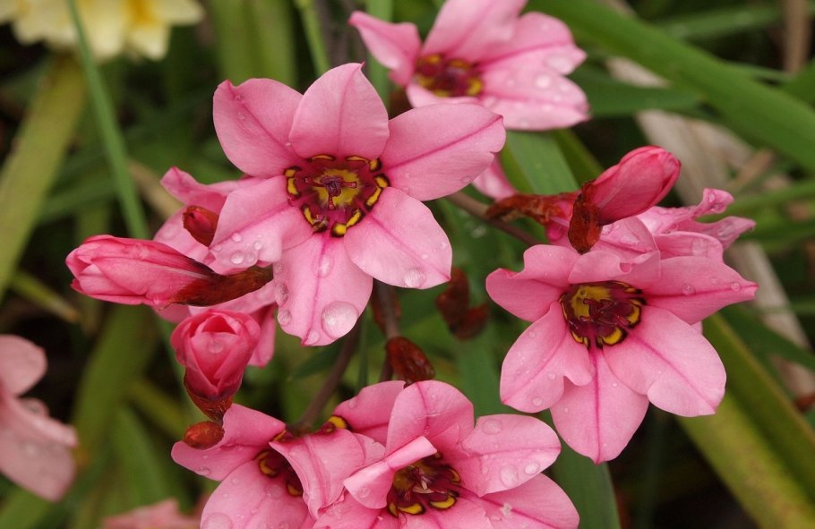 Спараксис душистый