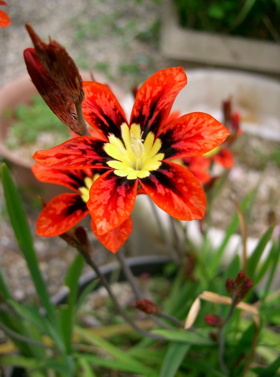 Спараксис цветок