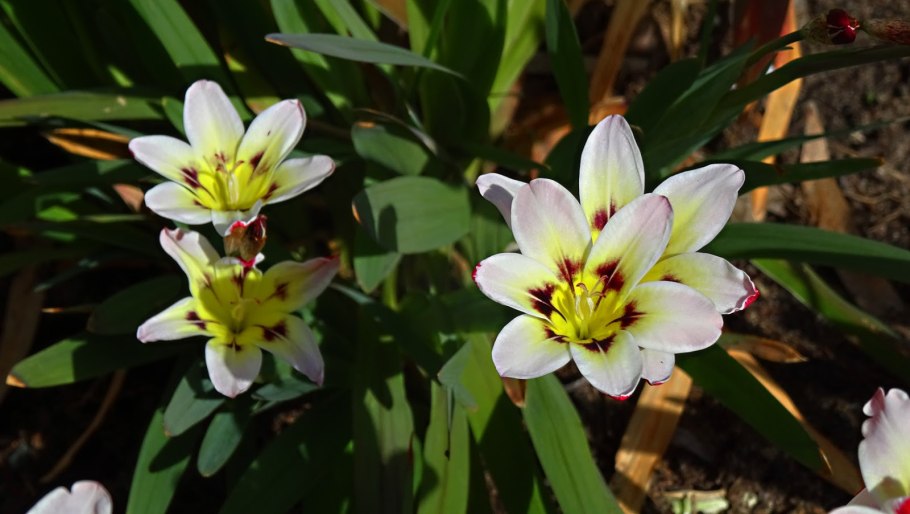 Спараксис Суперба микс