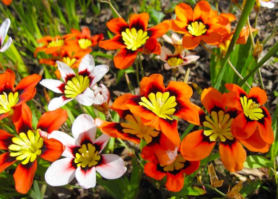 Спараксис цветок