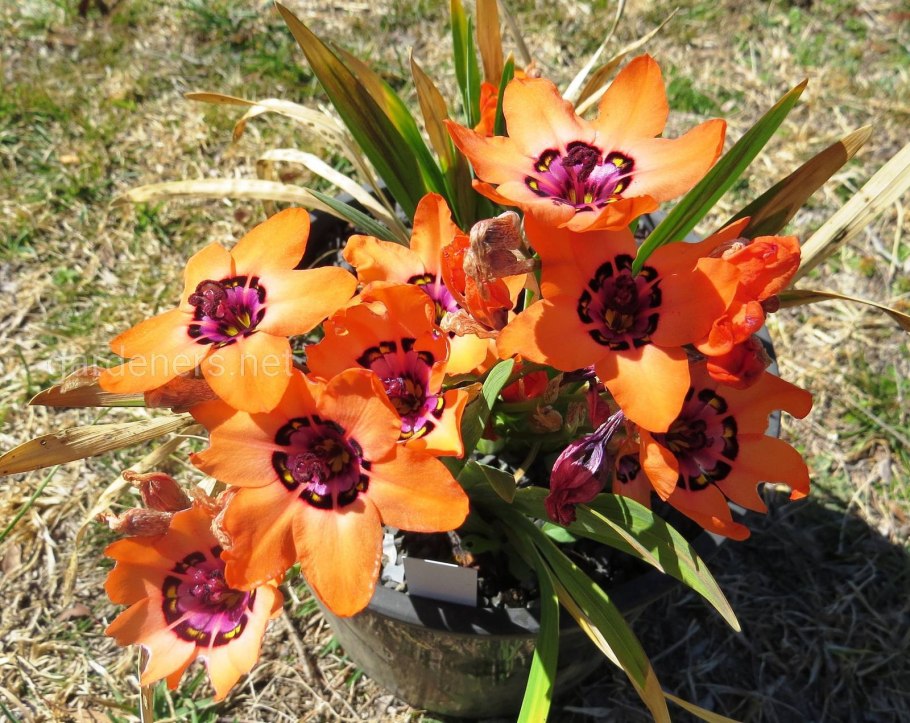 Спараксис цветок