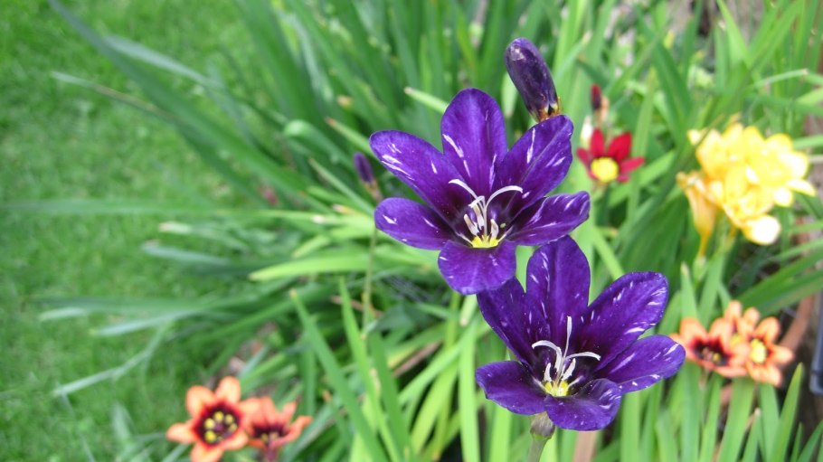 Спараксис цветок