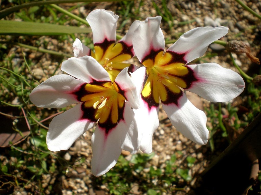 Нарцисс спараксис Триколор