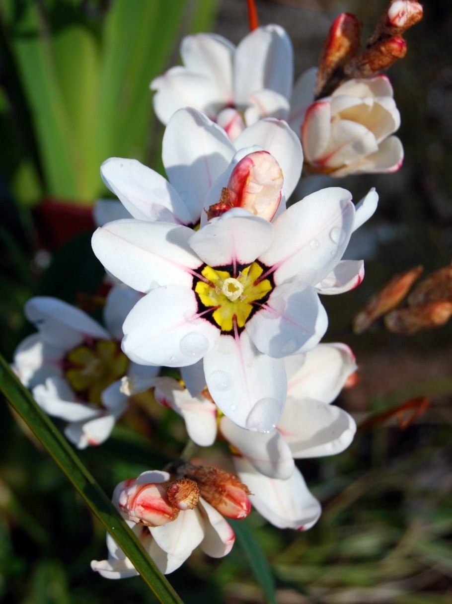 Спараксис Суперба