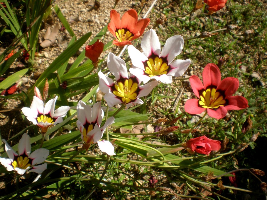 Спараксис в горшке