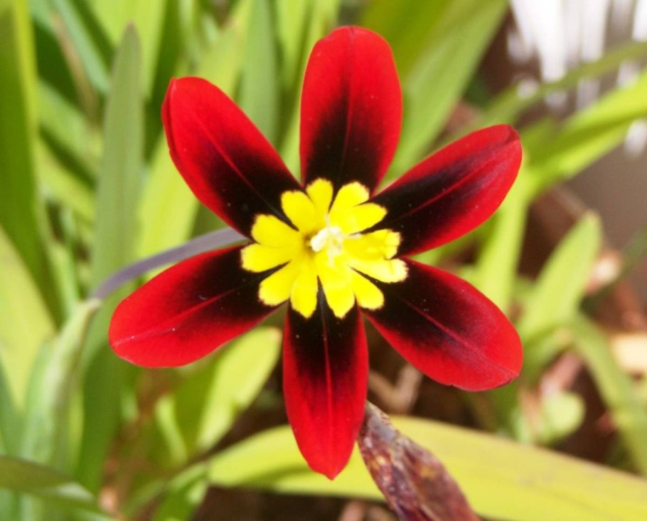 Спараксис (Sparaxis) Tricolor