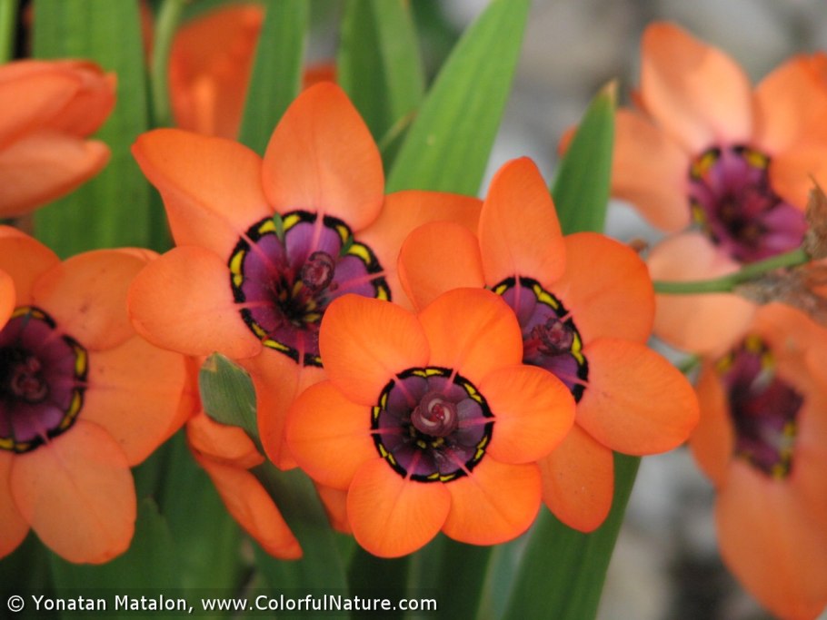 Спараксис микс