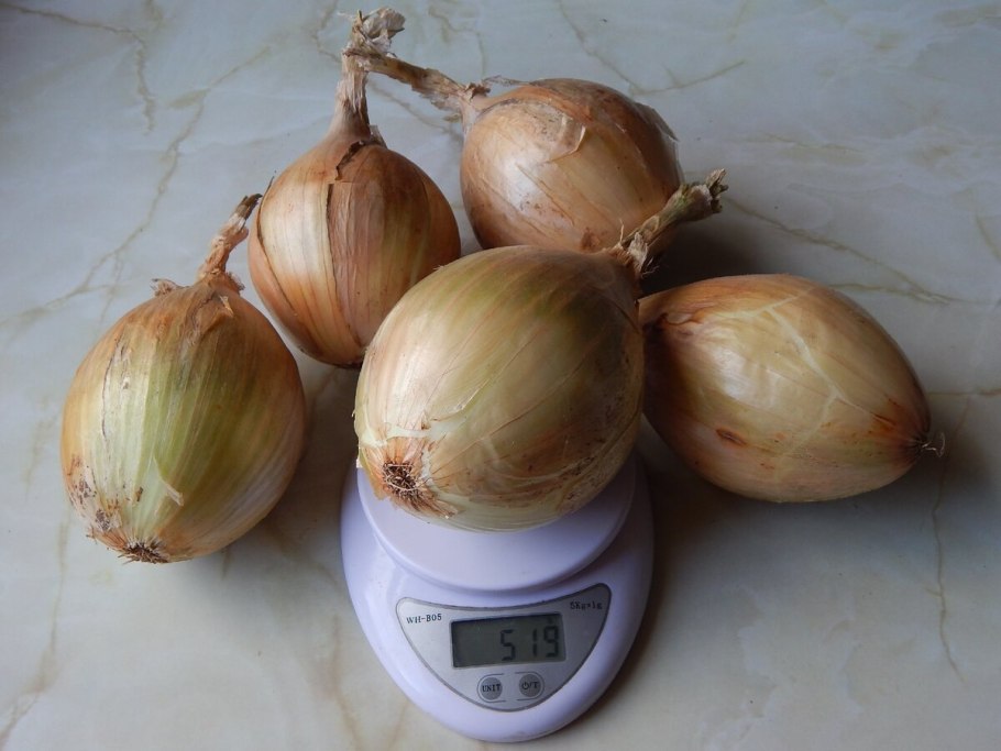 Лук-севок Сеттон