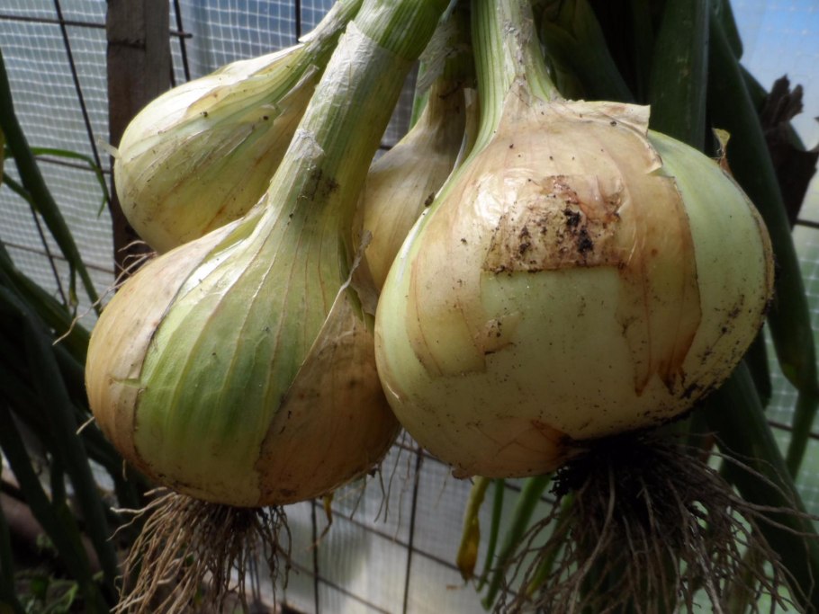 Лук Эксибишен семена