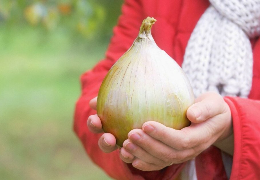 Большой урожай лука
