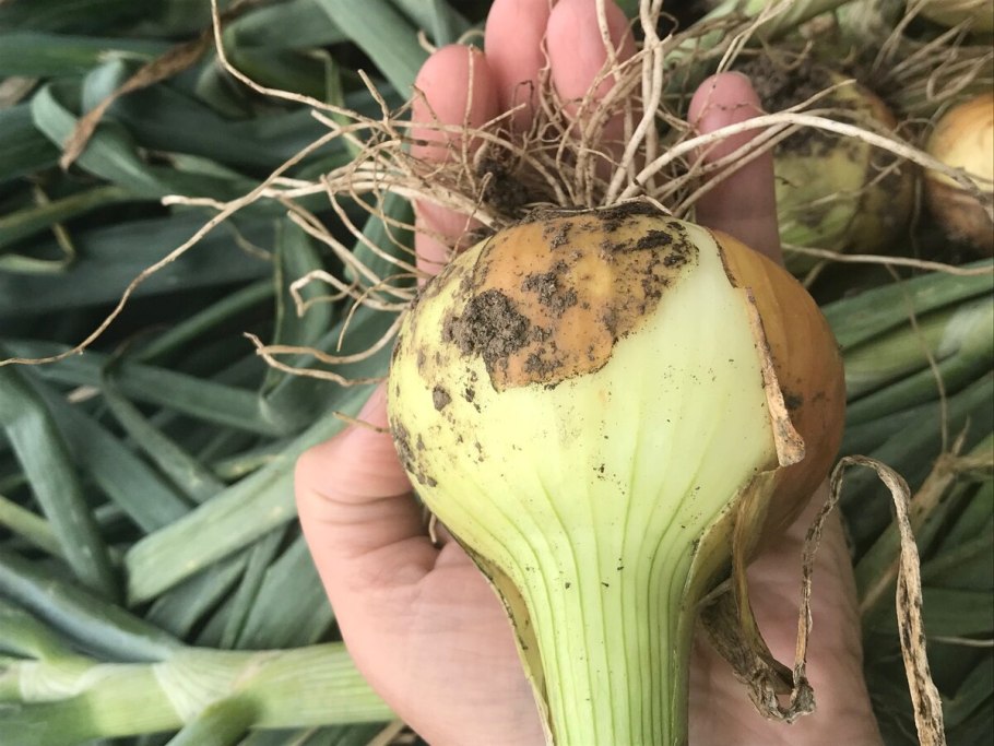 Лук Эксибишен