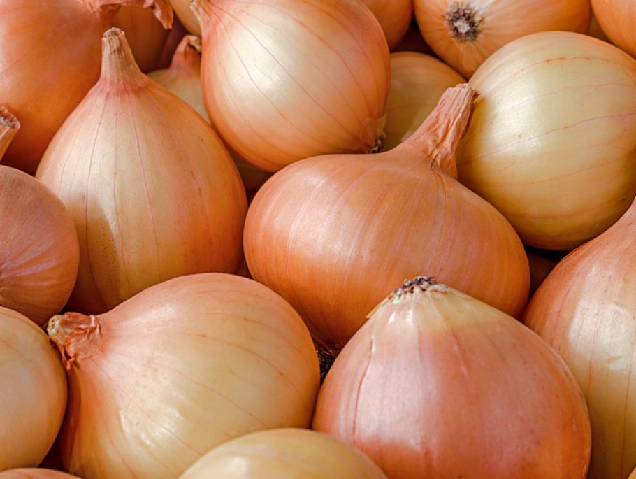 Лук репчатый Кантри f1