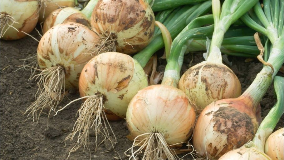 Эксибишен лук