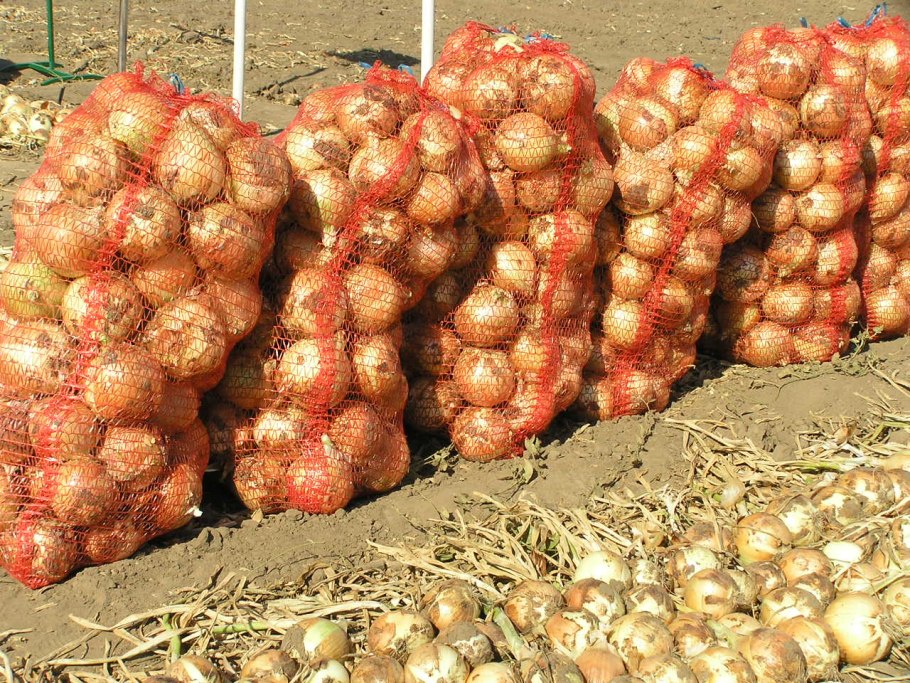 Лук Аилса Грейг