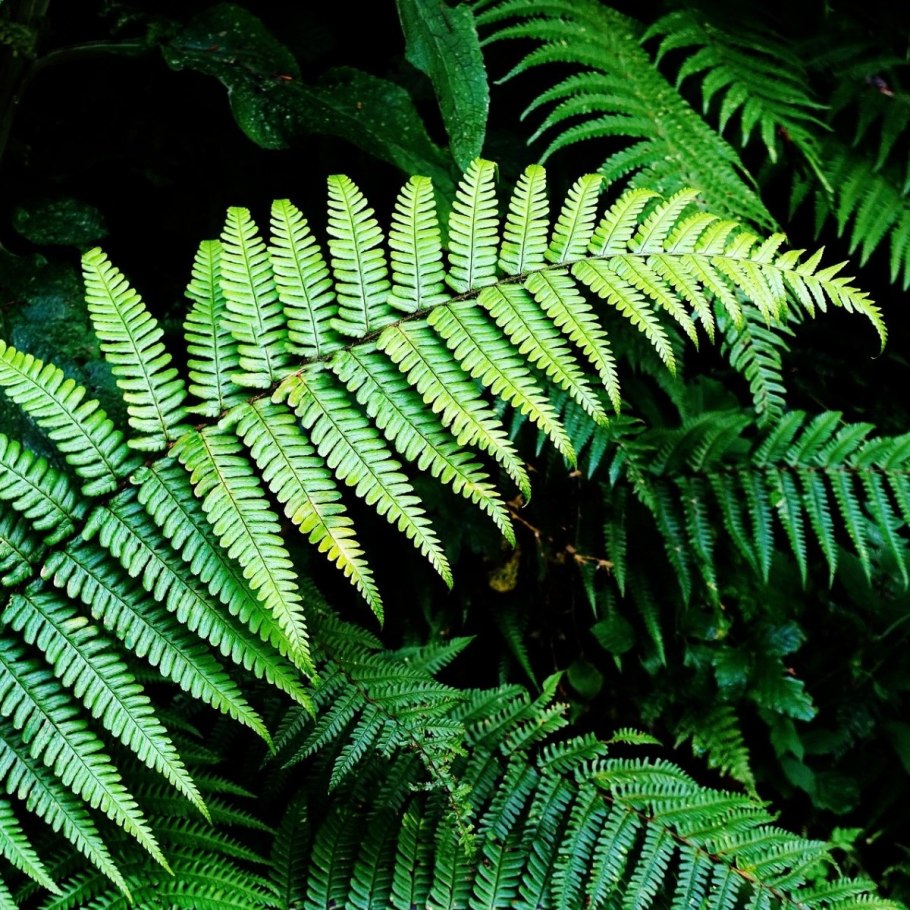 Папоротник Щитовник красный