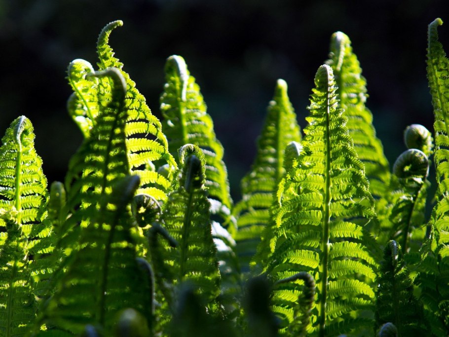 Страусник обыкновенный чешуйки
