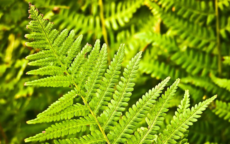 Фернс папоротник