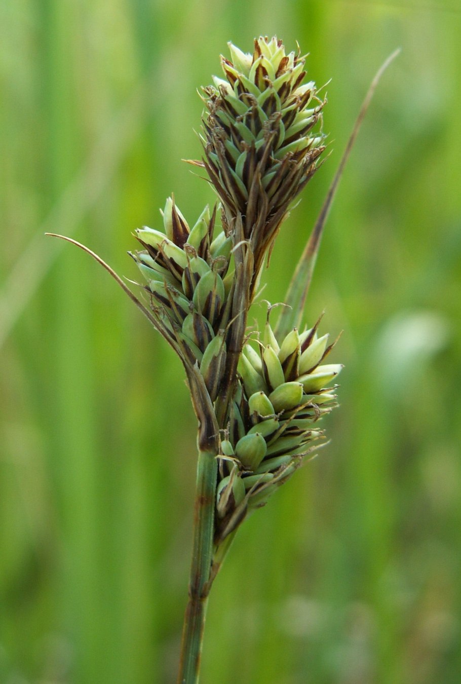 Carex macrocephala