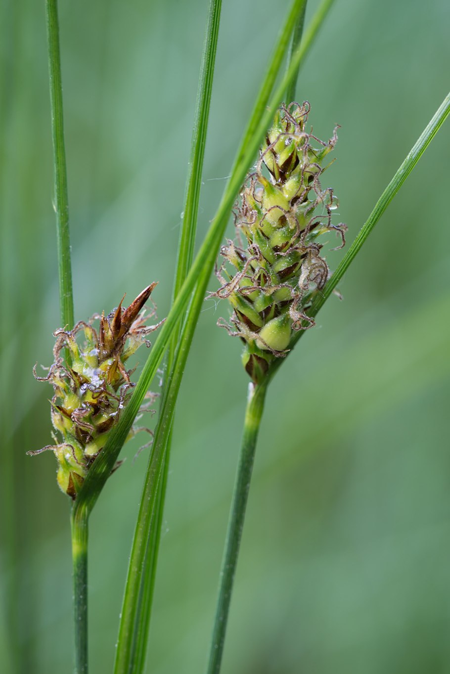 Осока дернистая Carex cespitosa