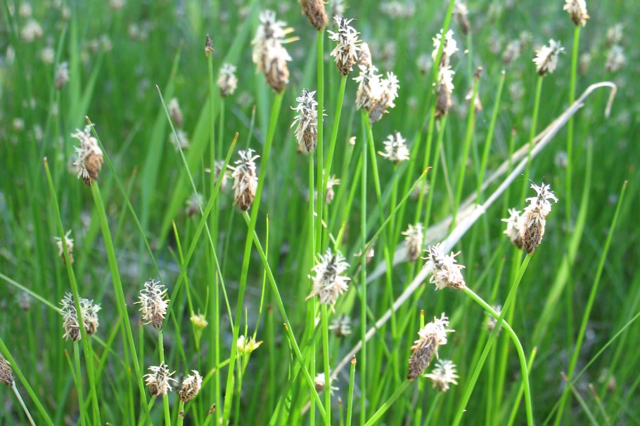 Осока парвская (Carex brevicollis d, с.).