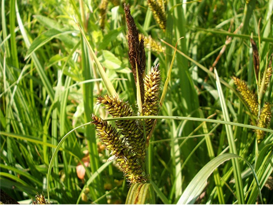 Осока парвская