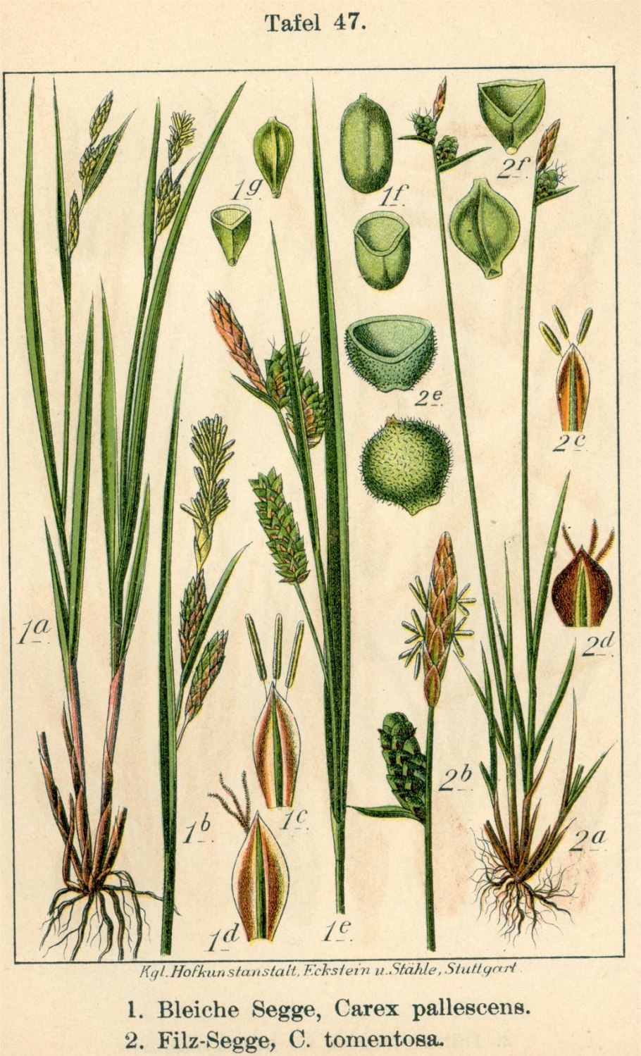 Осока безжилковая