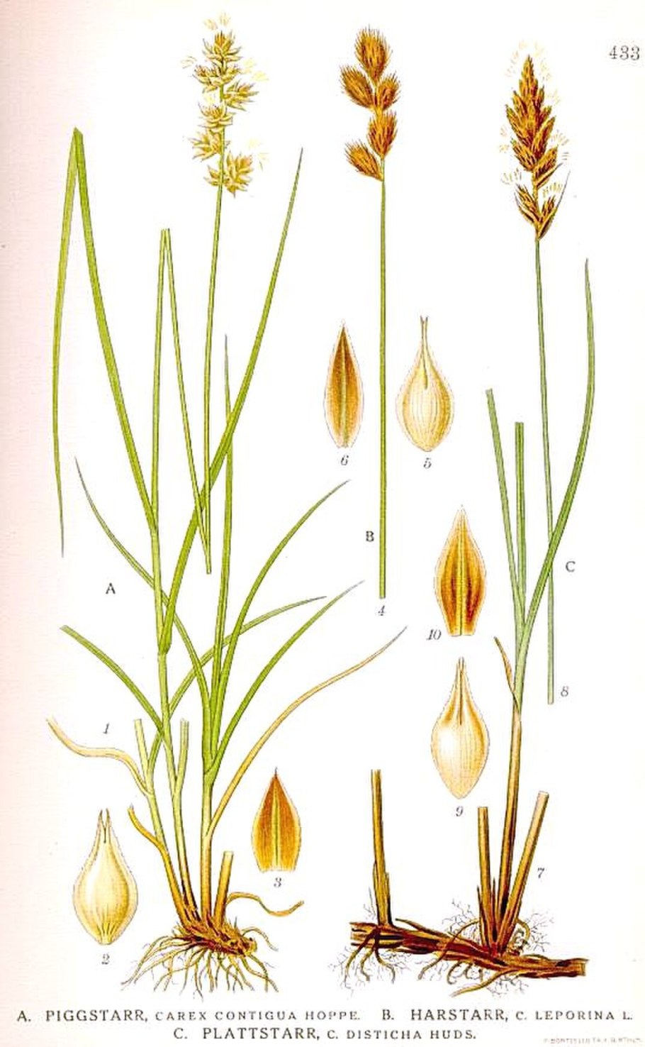 Carex riparia