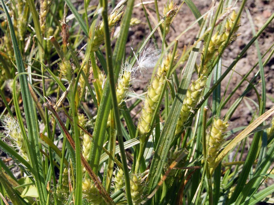 Осока Полевая