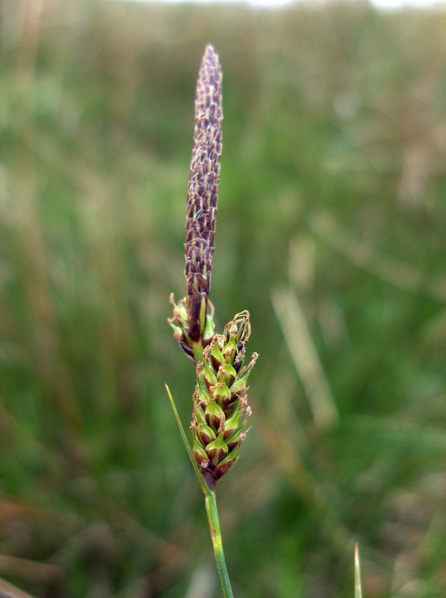 Carex panicea "Pamira"