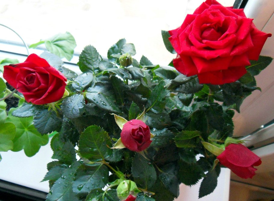 Роза Кордана (Rosa Kordana)