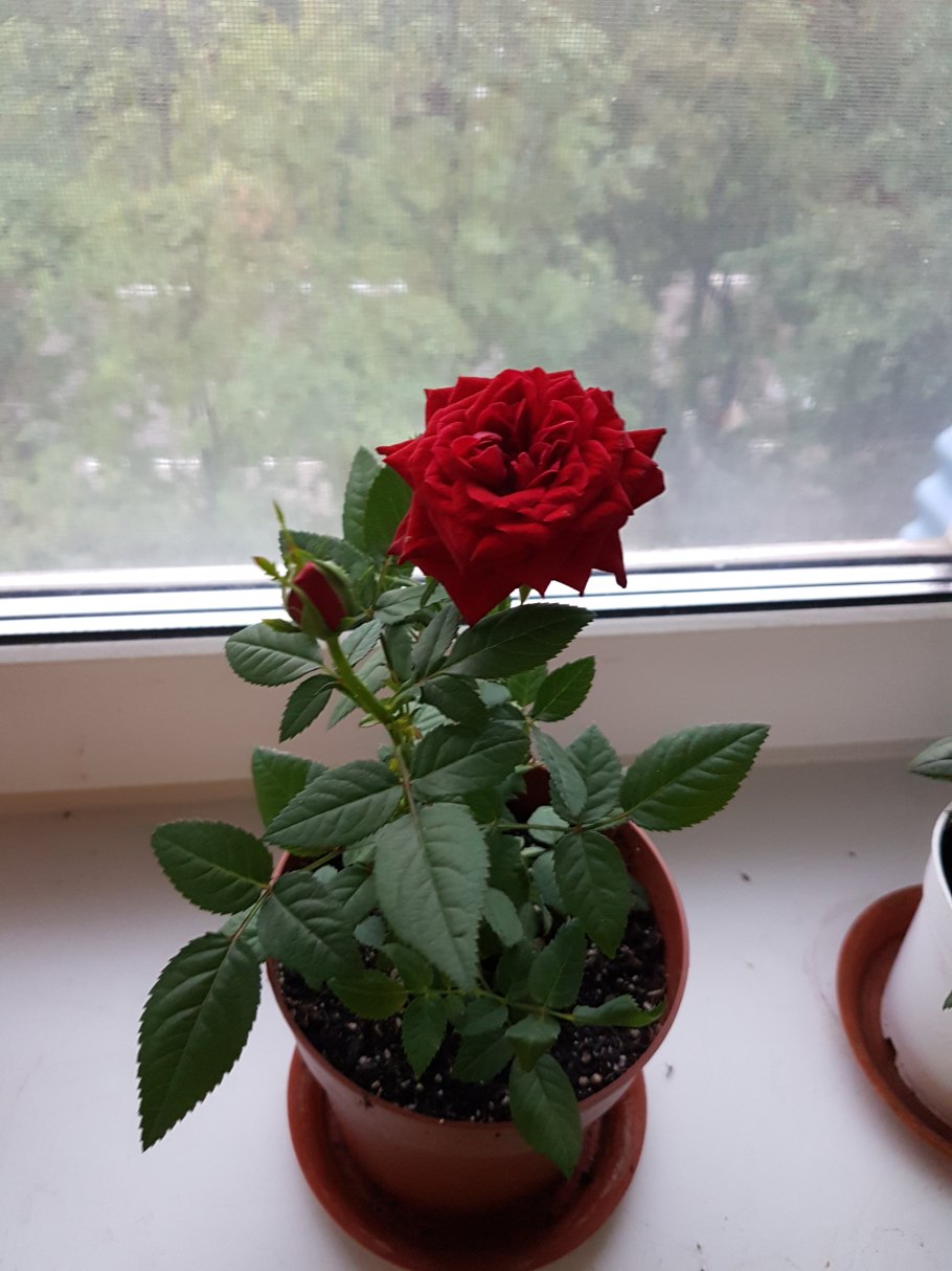 Calibra Kordana роза