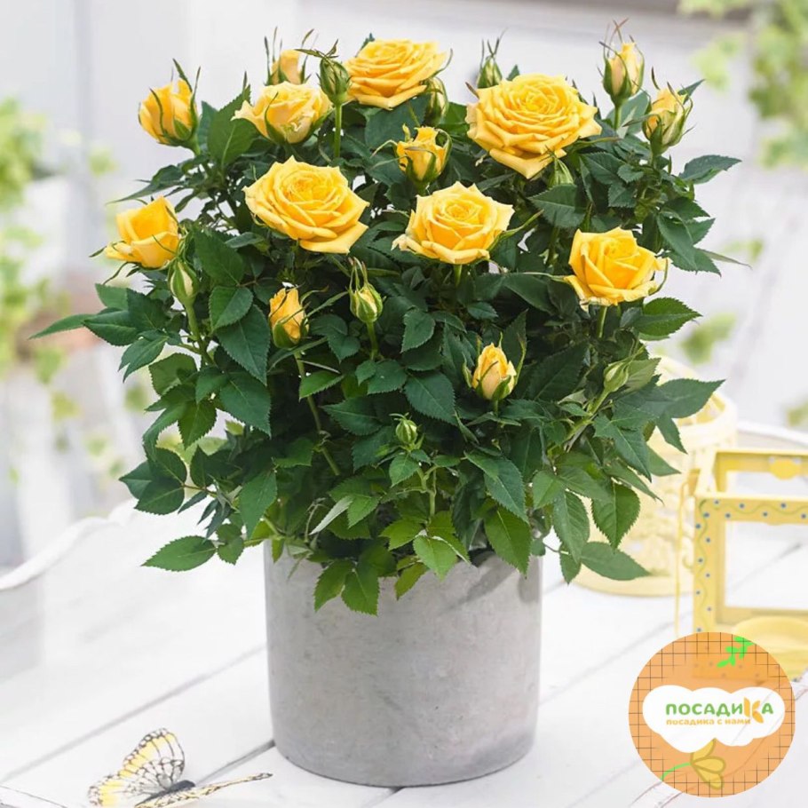 Роза комнатная кустовая