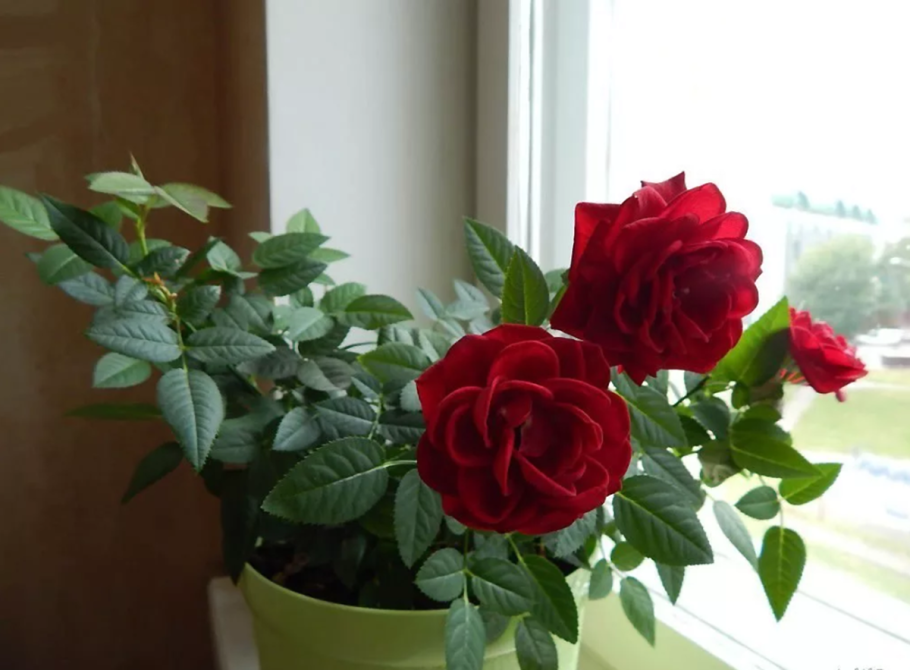 Роза плетистая Грин айс