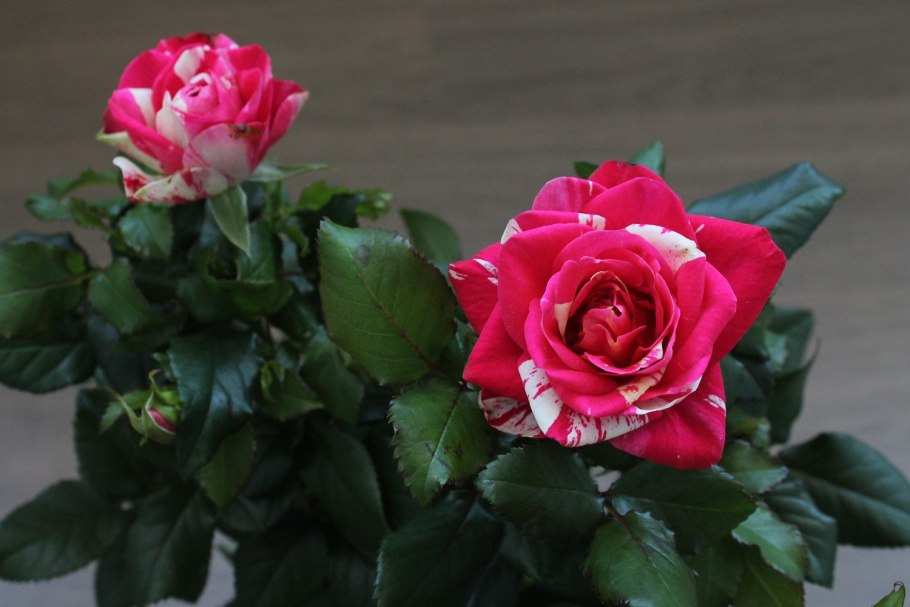 Роза Кордана Гранде микс