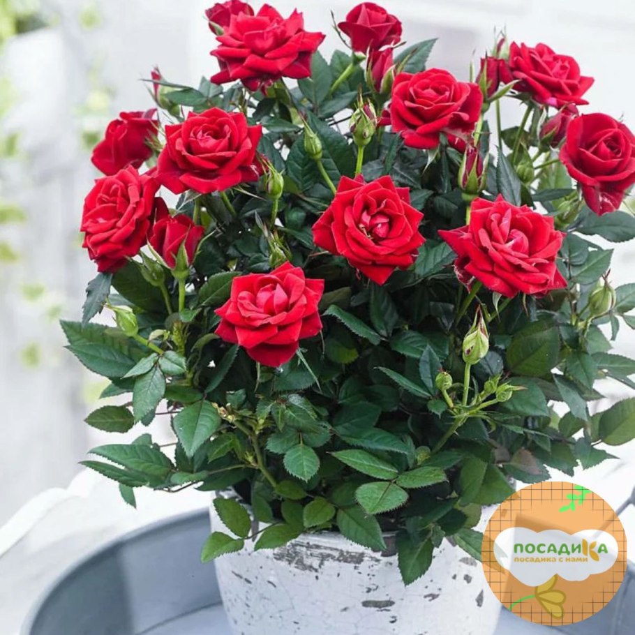 Роза полиантовая горшечная