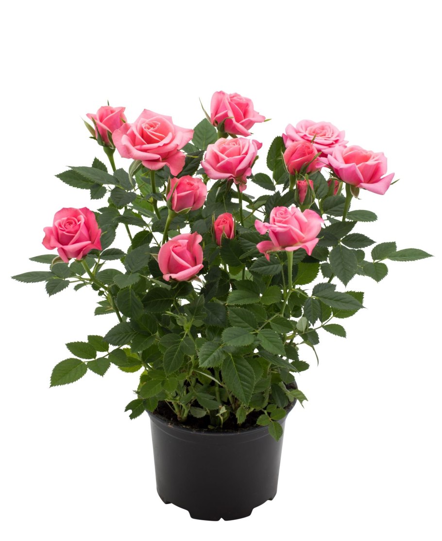 Роза Кордана Гранде Даника