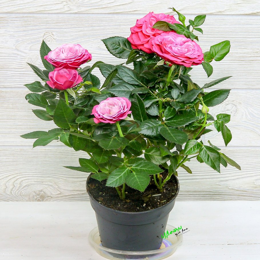 Комнатные растения роза