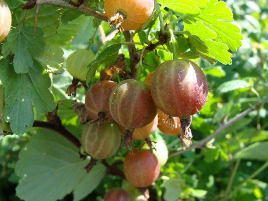 Крыжовник Уральский бесшипный