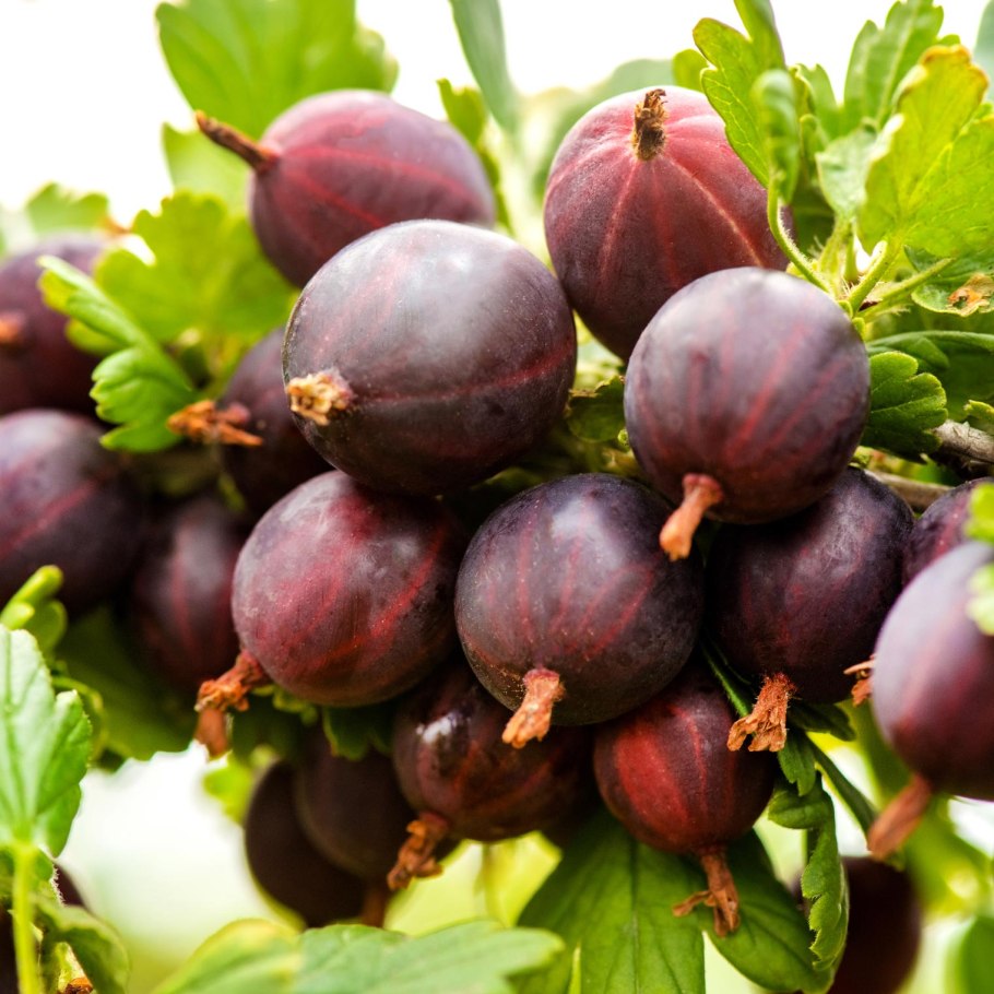 Крыжовник Каптиватор