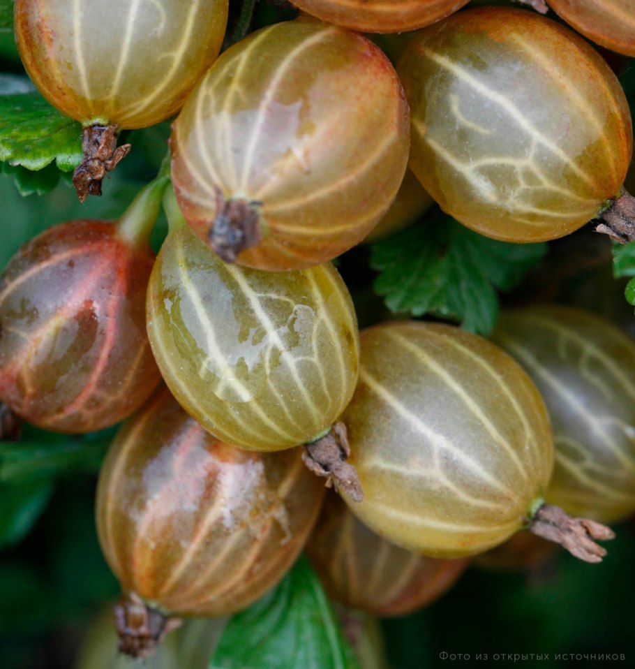 Сорт крыжовника Уральский розовый