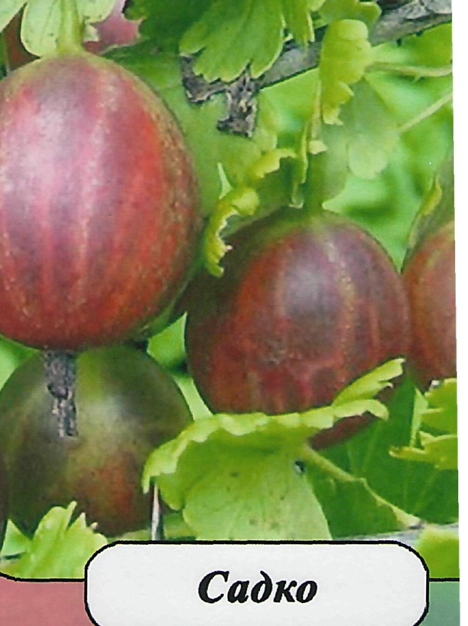 Крыжовник Каптиватор