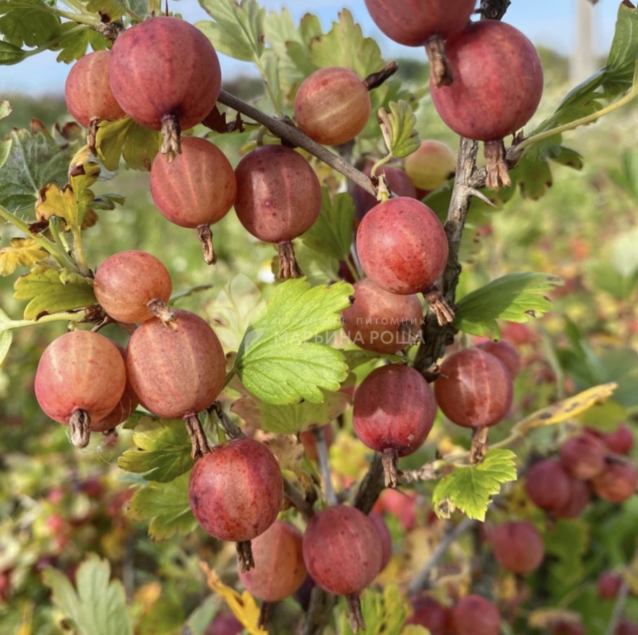 Крыжовник Консул