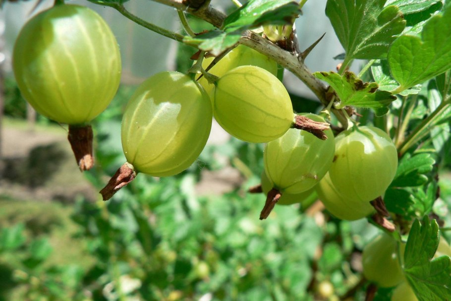 Крыжовник иглистый