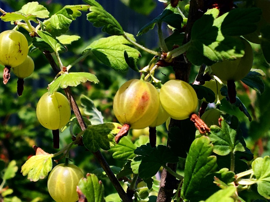 Крыжовник Черносливовый бесшипный