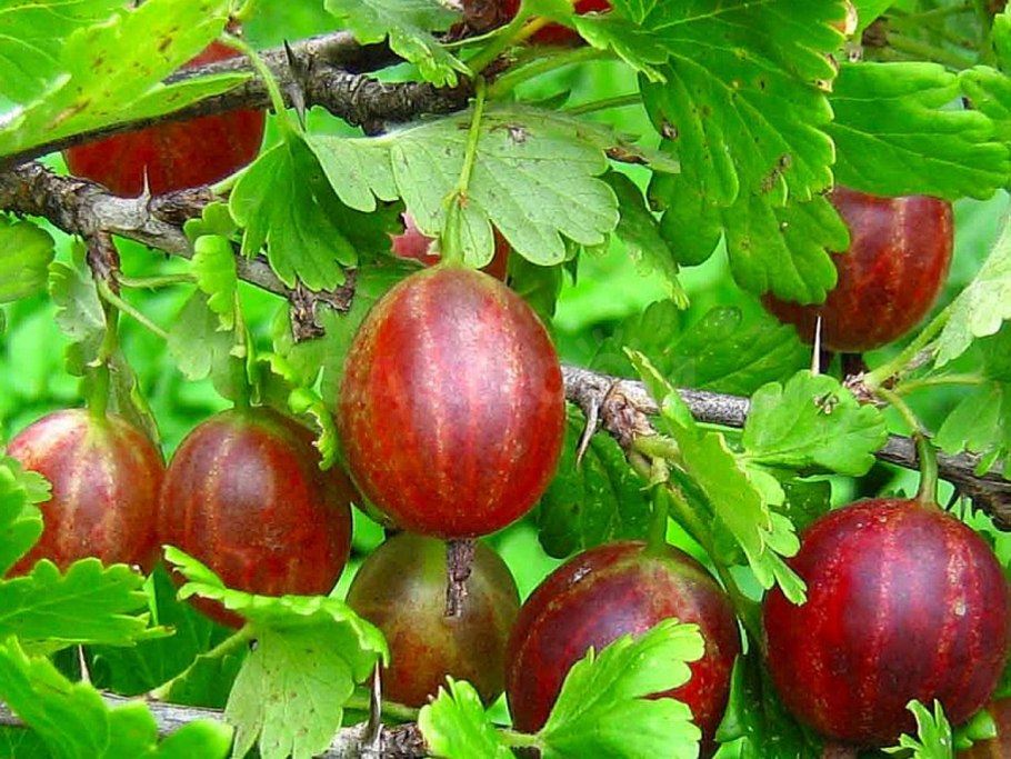 Крыжовник сорта Лада