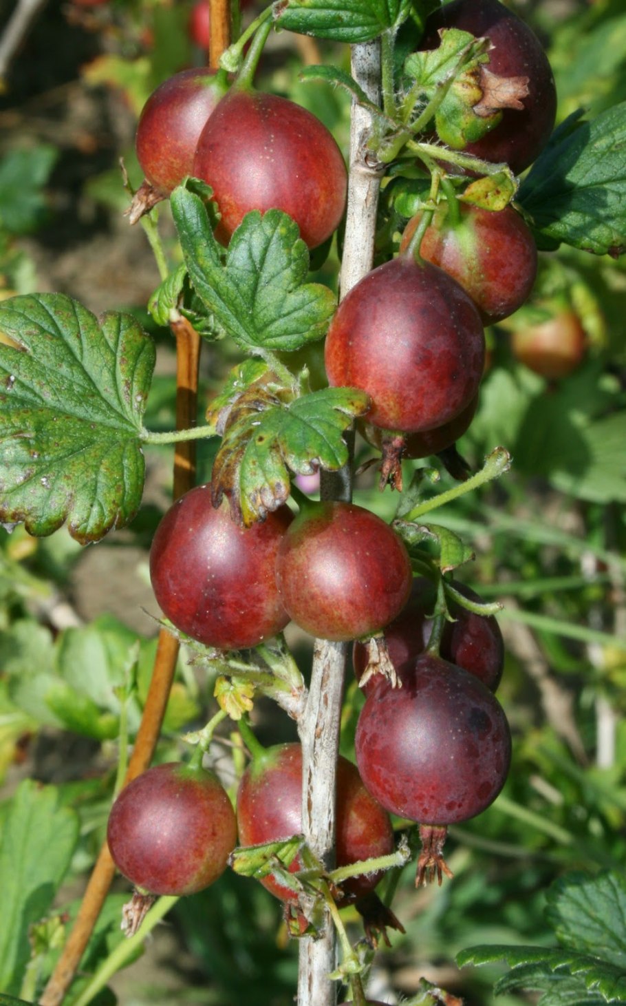 Крыжовник Редева